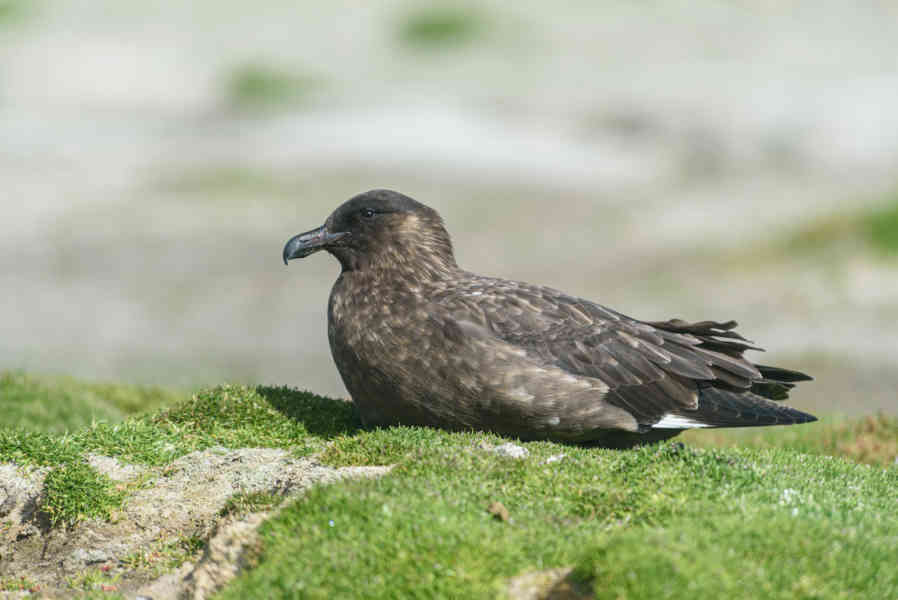 Pagalo Austral - islas Falkland o Malvinas 01.jpg